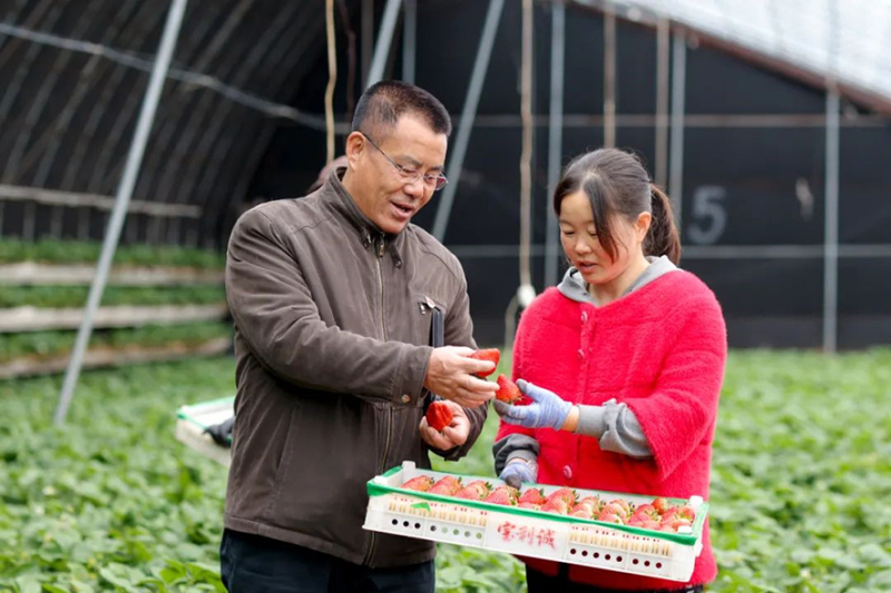 駐二道河村第一書記馬長(zhǎng)忠（左）到村辦草莓大棚了解情況,。