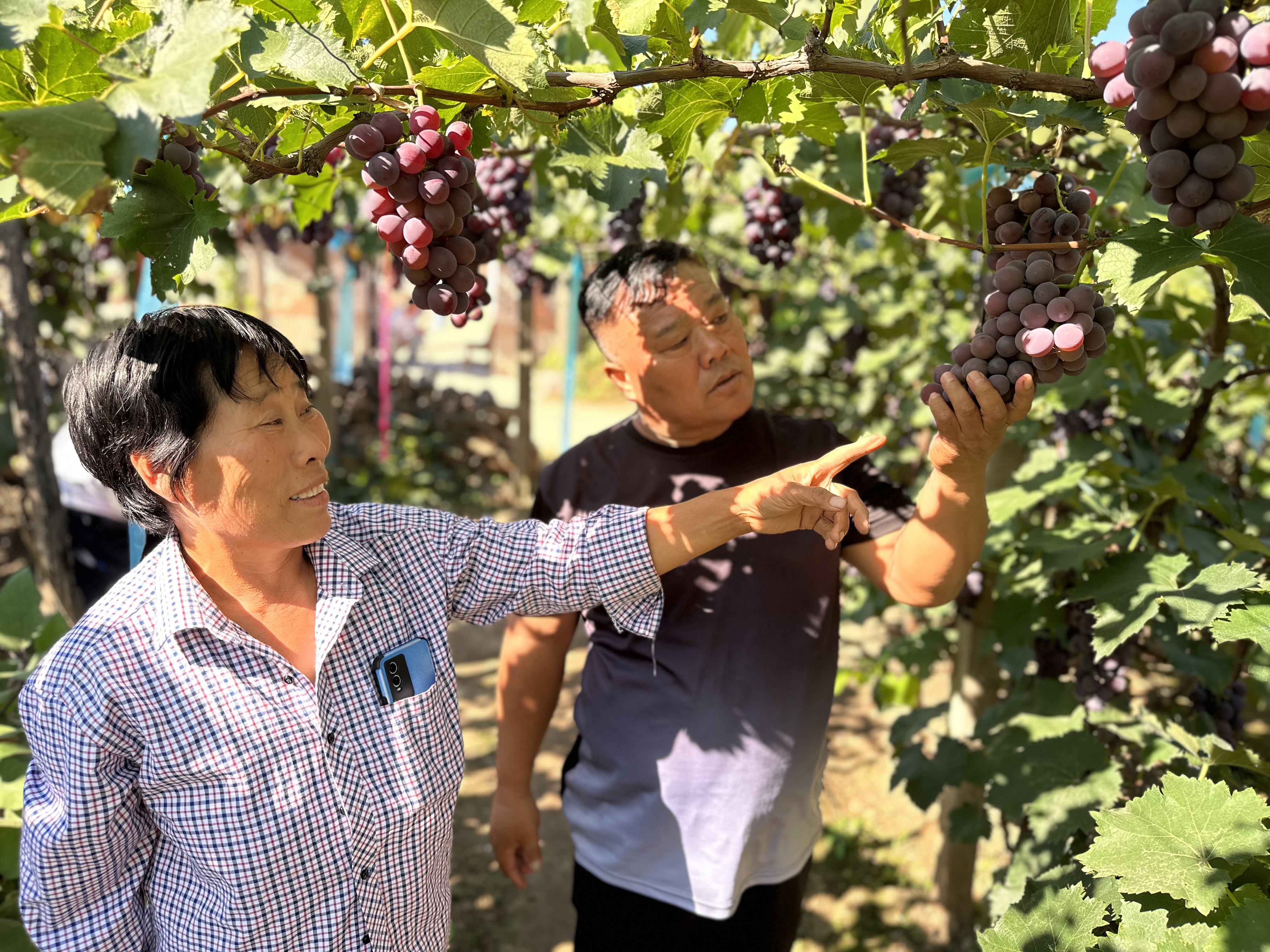 謝仁宏（右）在葡萄種植戶(hù)家里查看葡萄生長(zhǎng)情況