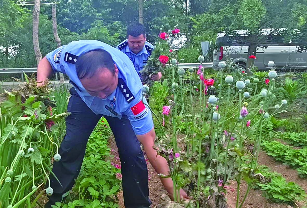 東港市公安局長山派出所民警在田間地頭排查鏟除毒株隱患,。 宋藹丹 攝